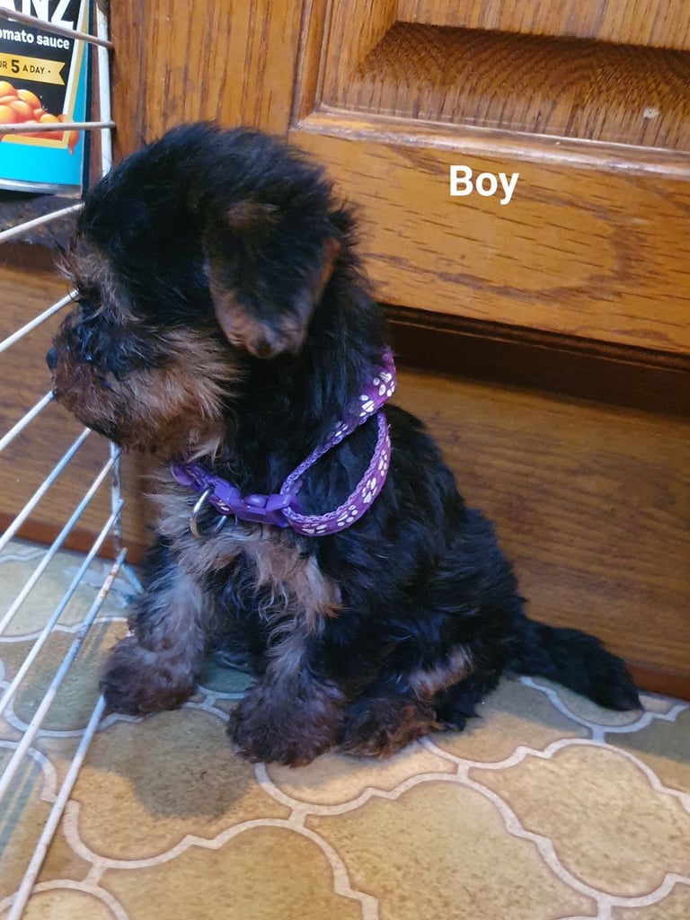 Yorkshire terrier puppies 