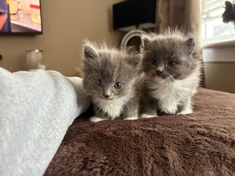 Beautiful Russian blue x British shorthair kittens 