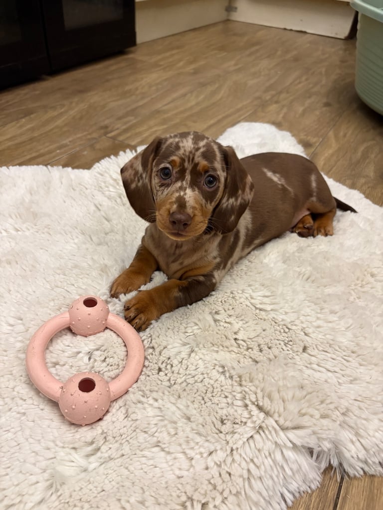 image for Miniature female smooth haired chocolate dapple dachshund. 8 weeks old. 