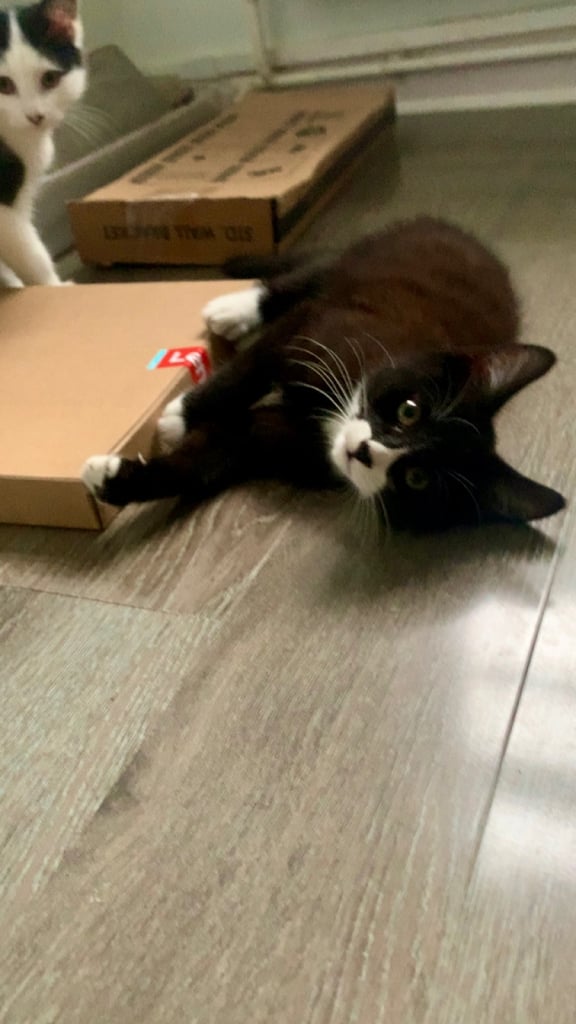 🐾Kittens for sale, urgent rehoming 