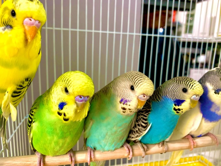 Beautiful Baby Budgies & Cages - Various Mutations.