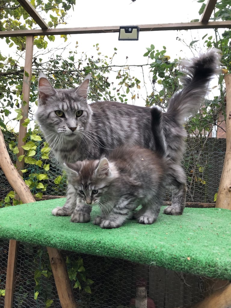 Maine coon kittens ready now