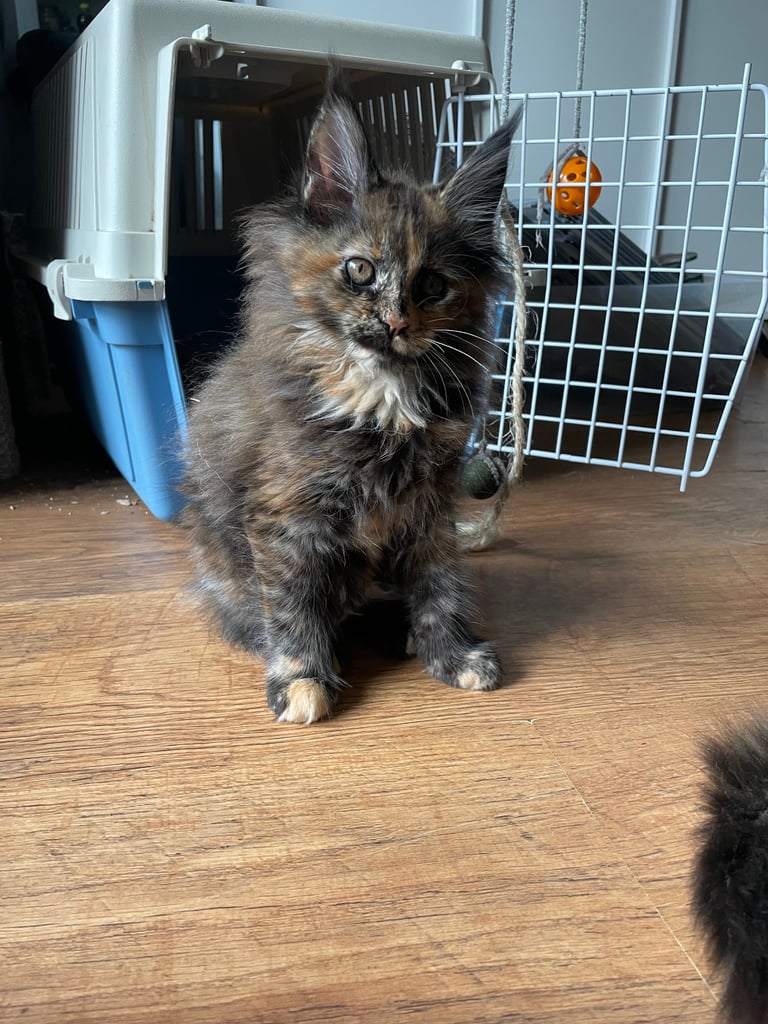 Pedigree Maine Coon kittens
