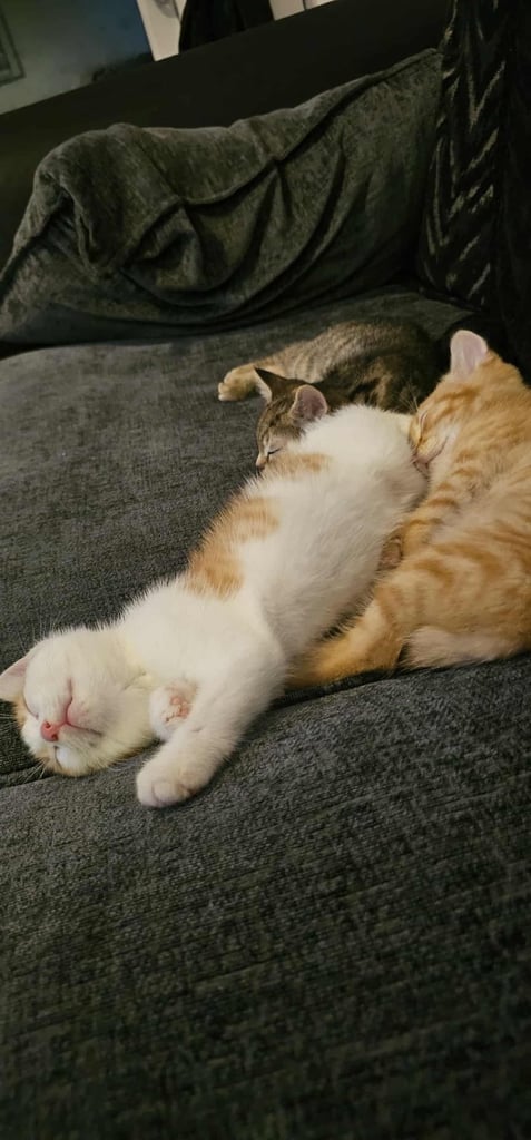 4x kittens for sale. Ready to go. 