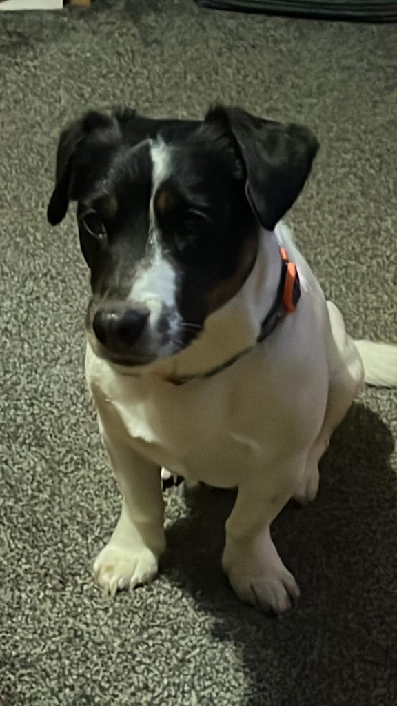 5 year old Jack Russell 