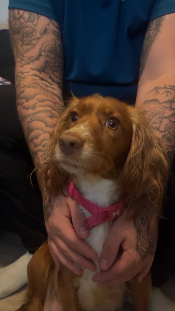 Cocker spaniel puppies