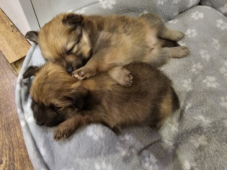  Beautiful  Pomeranian puppies sells 