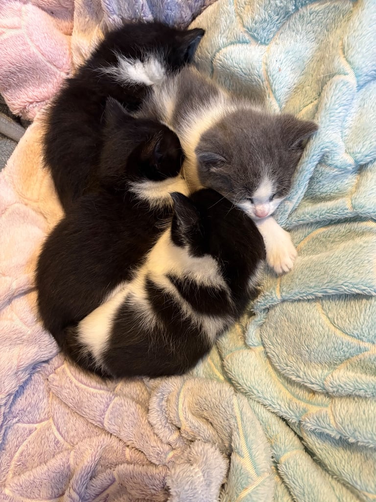 Kittens