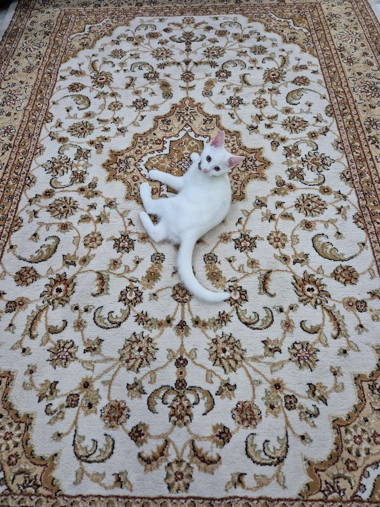 White kitten