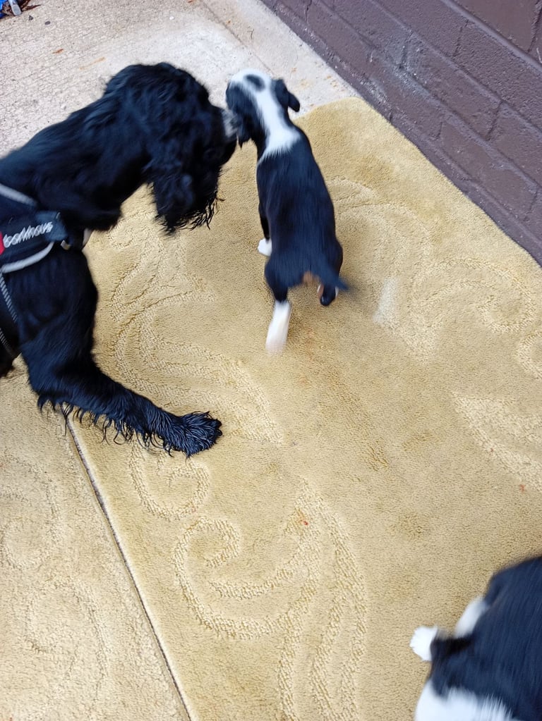 image for Cocker spaniels