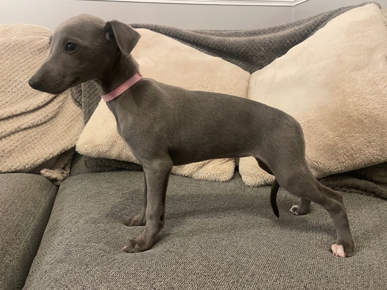 ⭐️⭐️ gorgeous whippet puppies⭐️⭐️