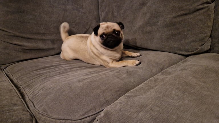 Pug 