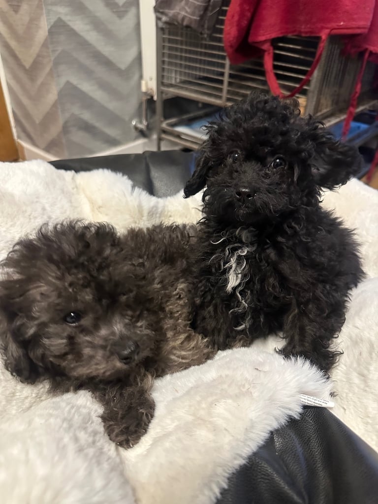 Two beautiful male toy poodles