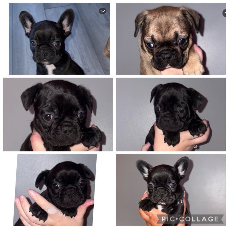 5 beautiful French bulldog puppy’s 