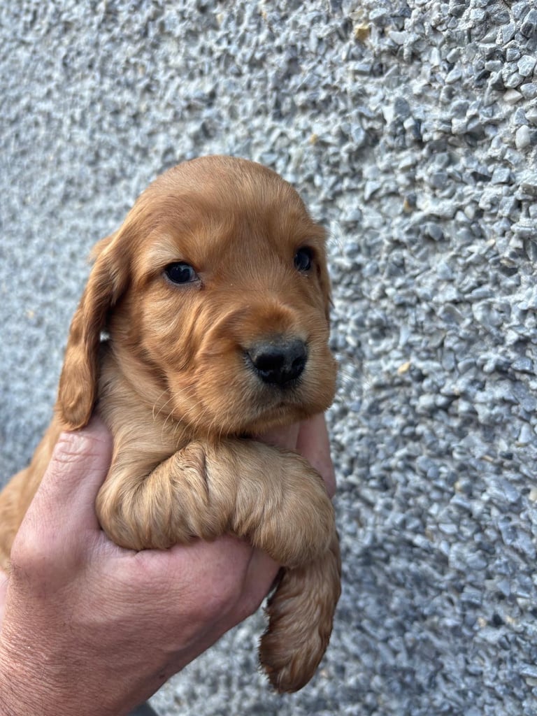 Cocker Spaniel Dogs & Puppies for Sale in Northern Ireland - Gumtree