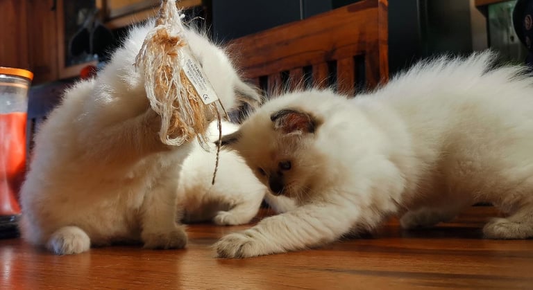 image for Purebred Ragdoll kittens 