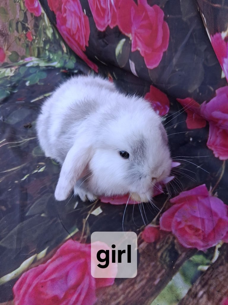 Mini lop baby rabbits