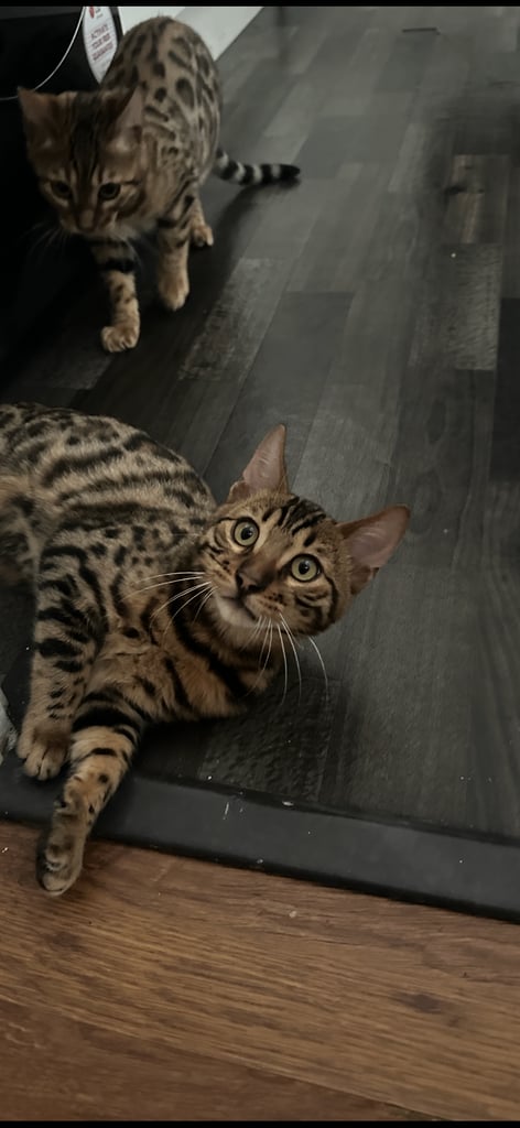 A beautiful litter of two Bengal kittens.