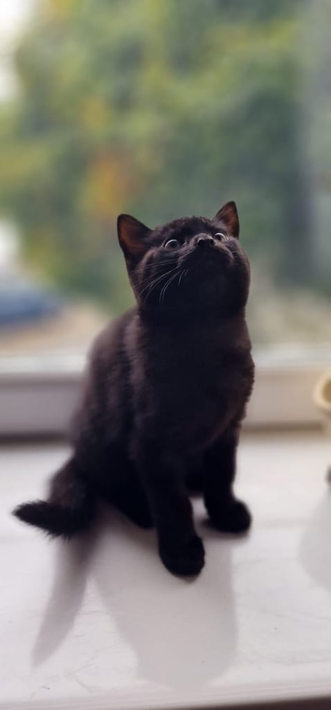 Cute kittens 