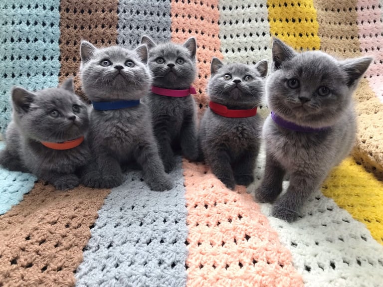 blue British shorthair kittens 
