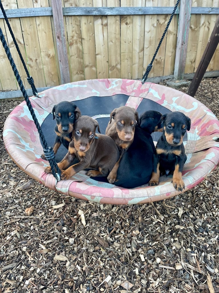 image for Doberman puppies 