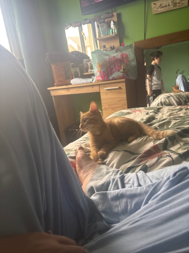 Two tabby x main coon 7 month old kittens