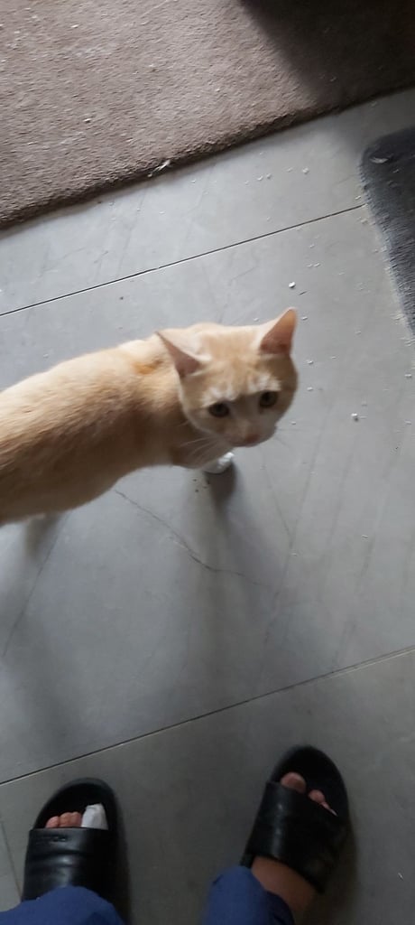 Beautiful kittens for sale