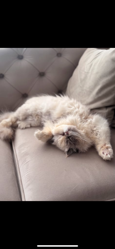 Persian cat- new loving home needed 