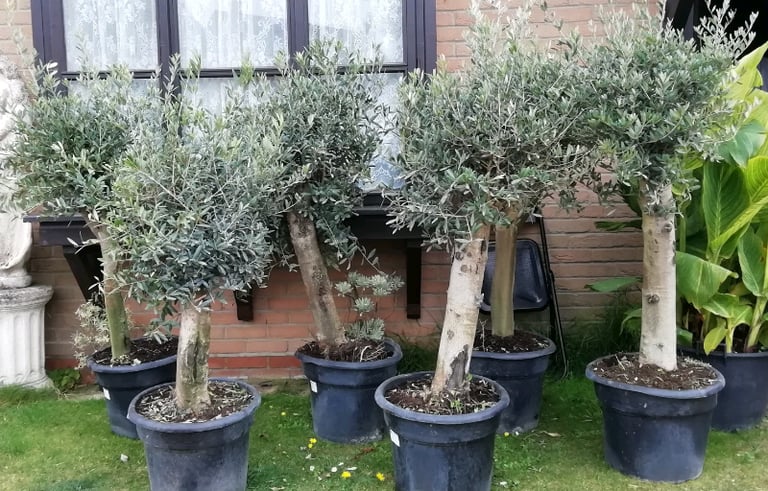 OLIVE TREES For SALE