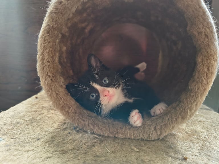 Male kittens