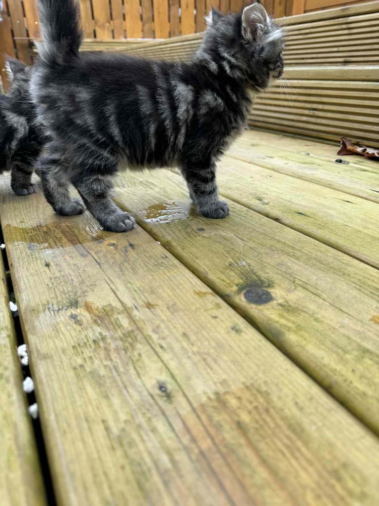 1 Male and 1 Female Long-Haired Tabby Kittens