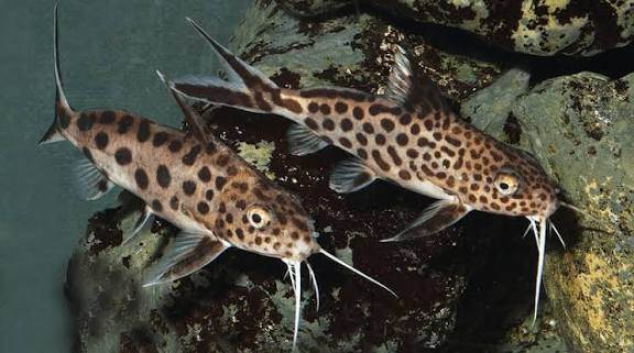 image for Synodontus lucipinnis group 3 inch