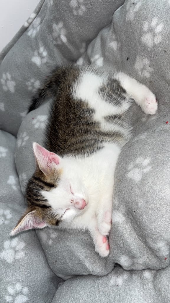 2 kittens looking for forever home 