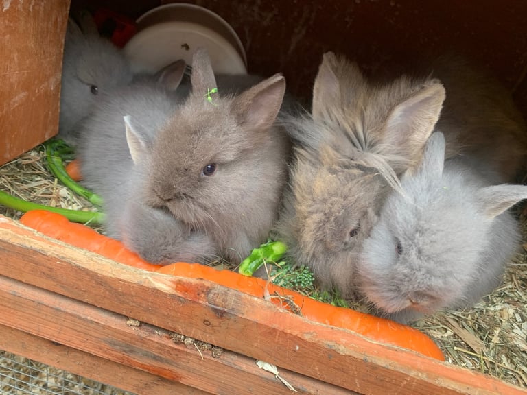 Double main Lion Head bunnies 