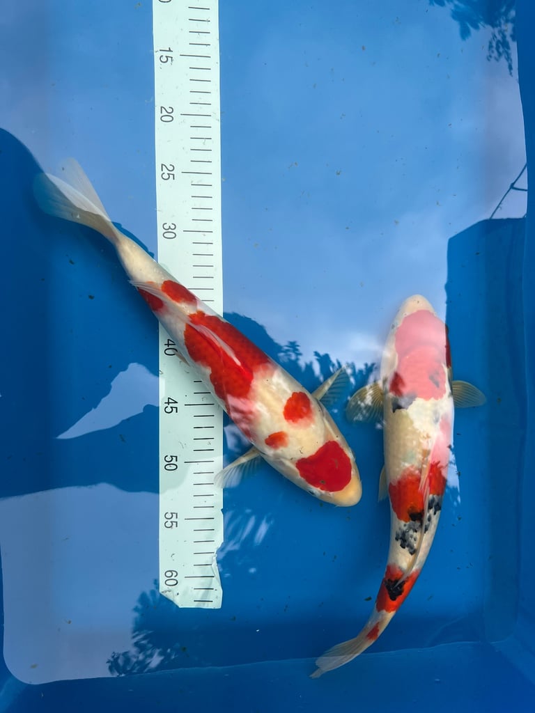 koi fish sale