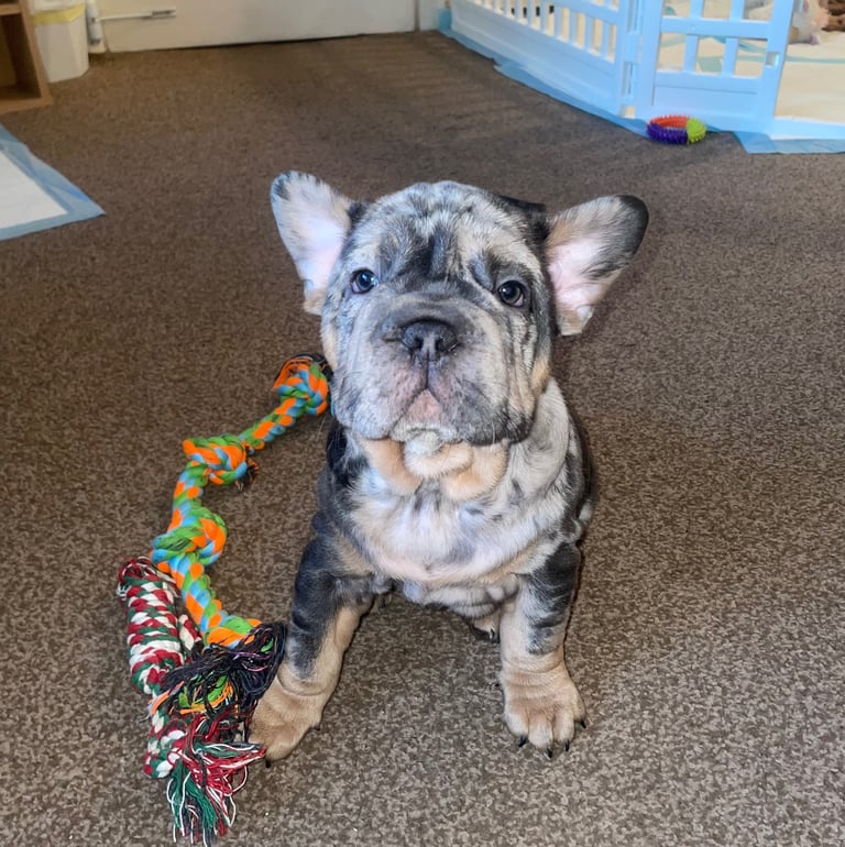 image for Only 1 boy left!! 5 ⭐️ French bulldogs carrying fluffy 😍