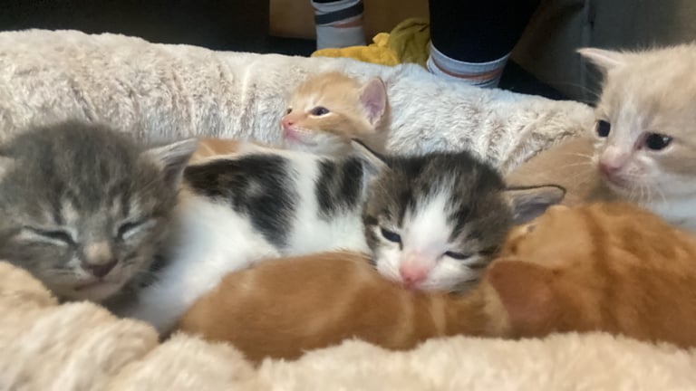 1 white tri colour boy left 