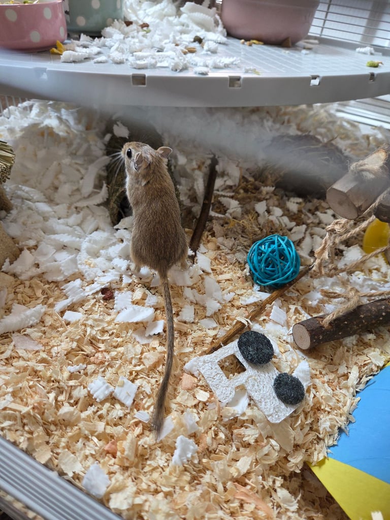 Two Female Bonded Gerbils