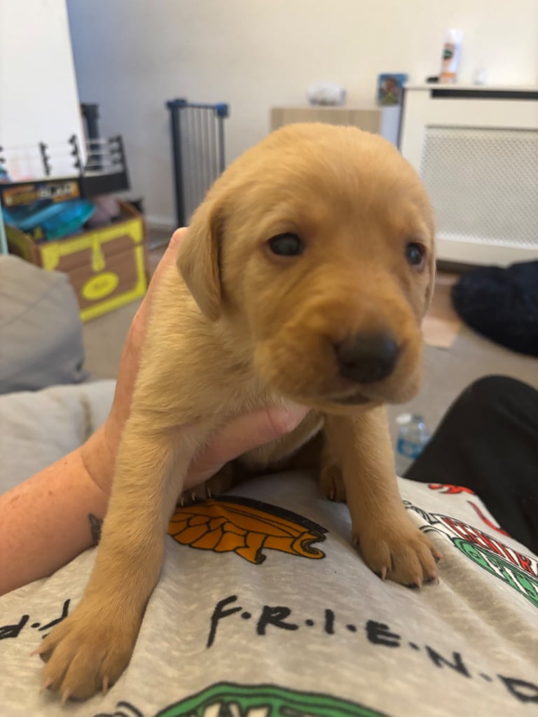 Red fox Labrador puppies for sale 