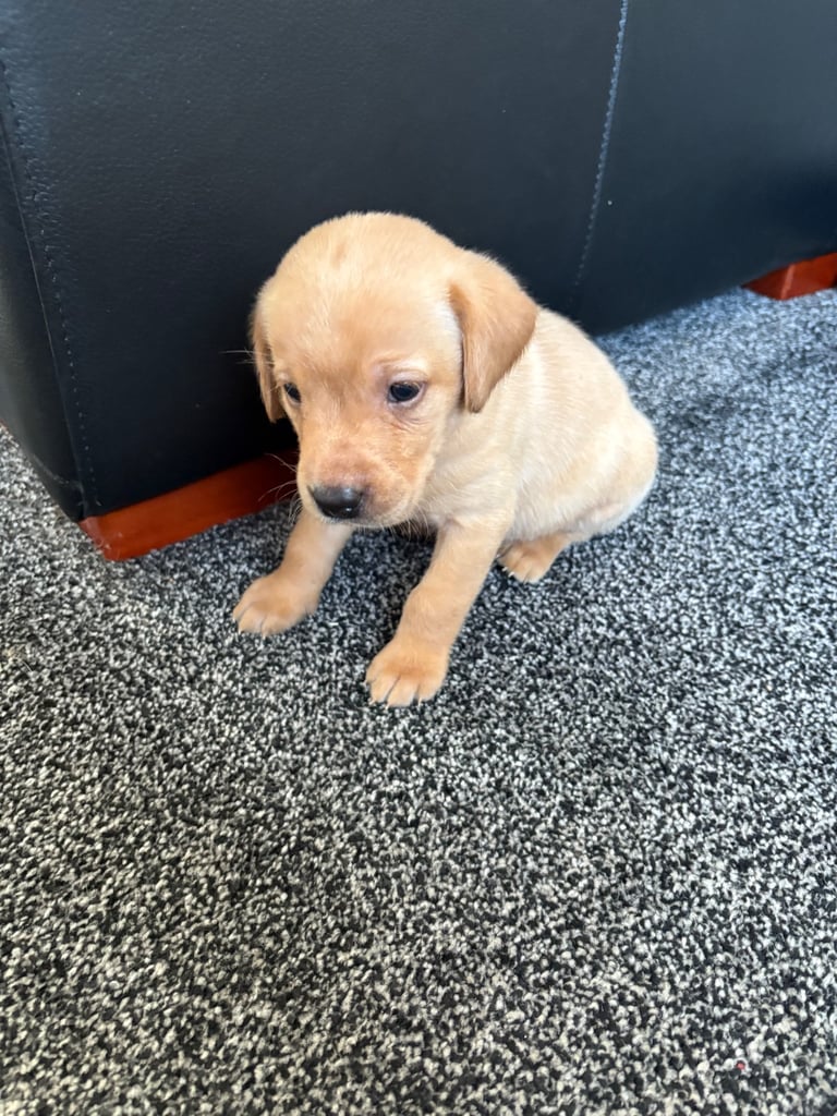 Labrador pups 