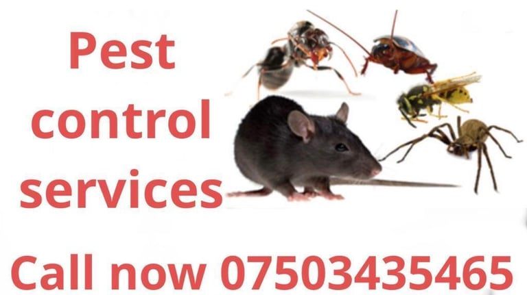 Pest control services in city of london Rat Mice Cockroaches Bedbugs 