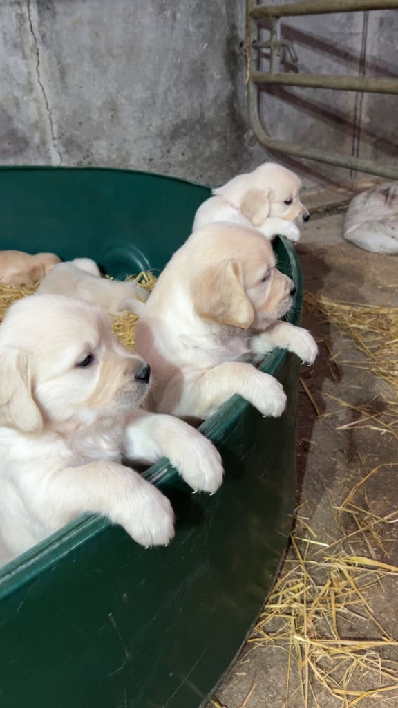 KC registered purebred golden retriever pups