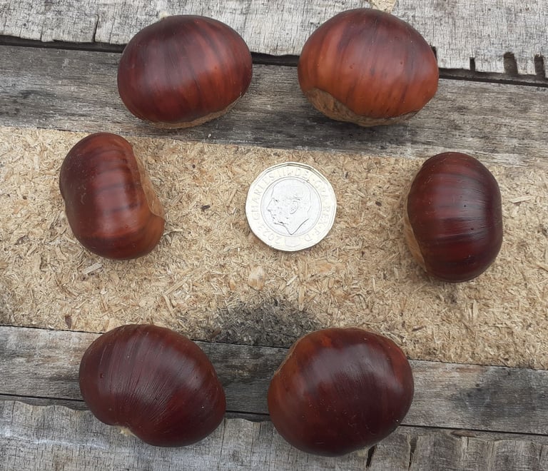 image for sweet chestnuts x 60 - 0.5 KG - fresh from untreated woodland - gluten free - Halloween/Bonfire
