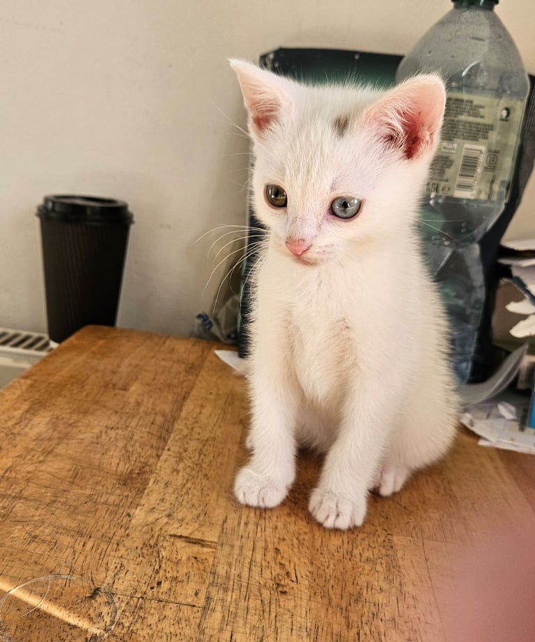 White Turkish Angora