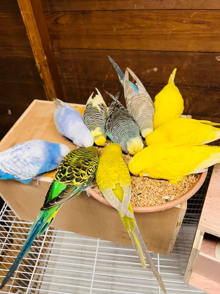 Various budgies for sale 