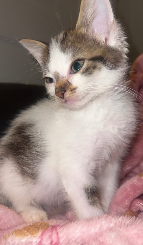 9 week old female kittens