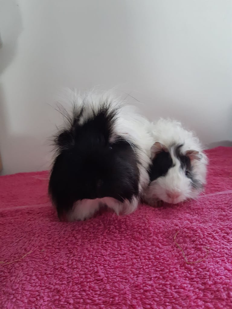 2 female guineapigs, 