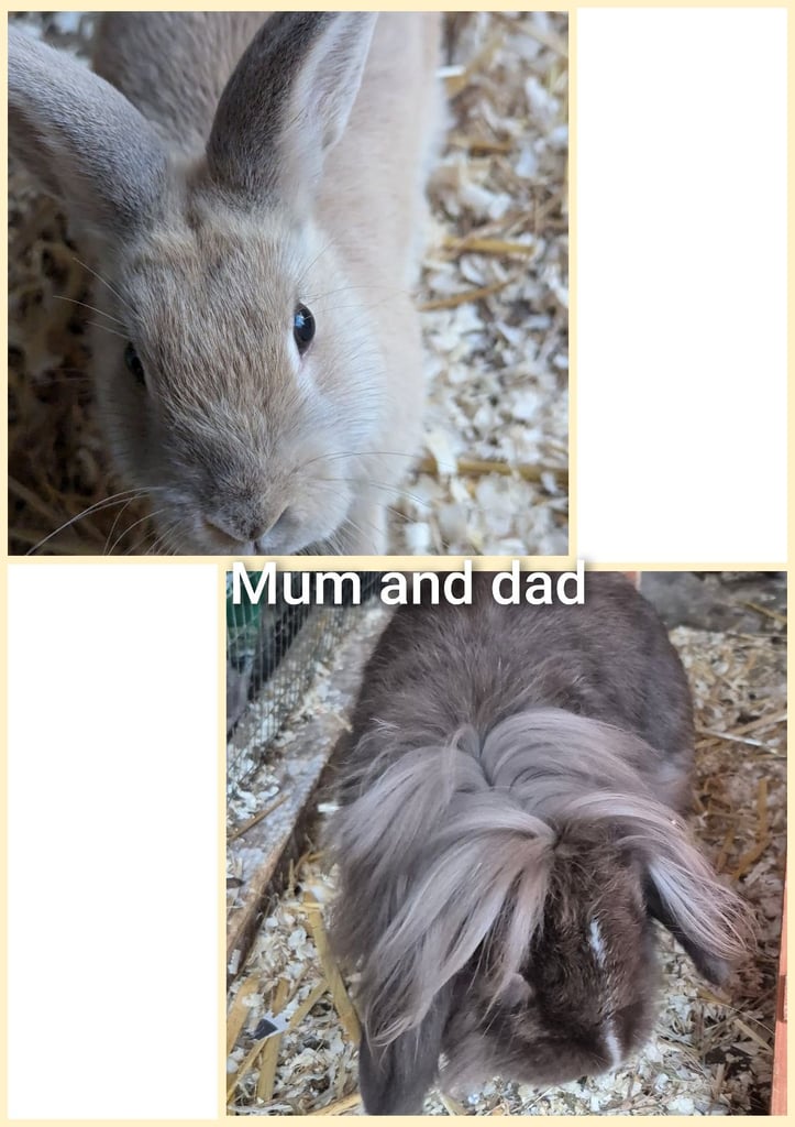 Baby bunnies lionhead x
