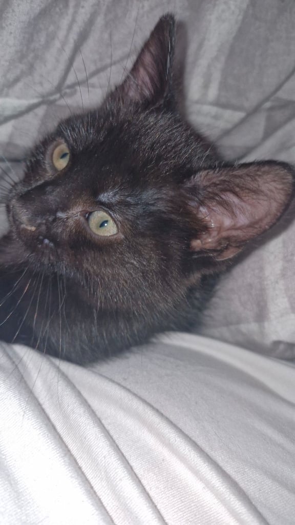 Kittens