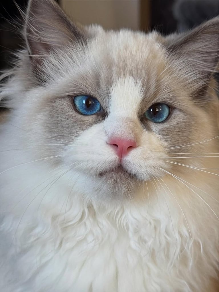 Available ragdoll kitten